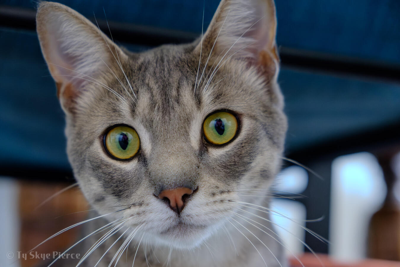 SÜSSE KATZEN - EINS